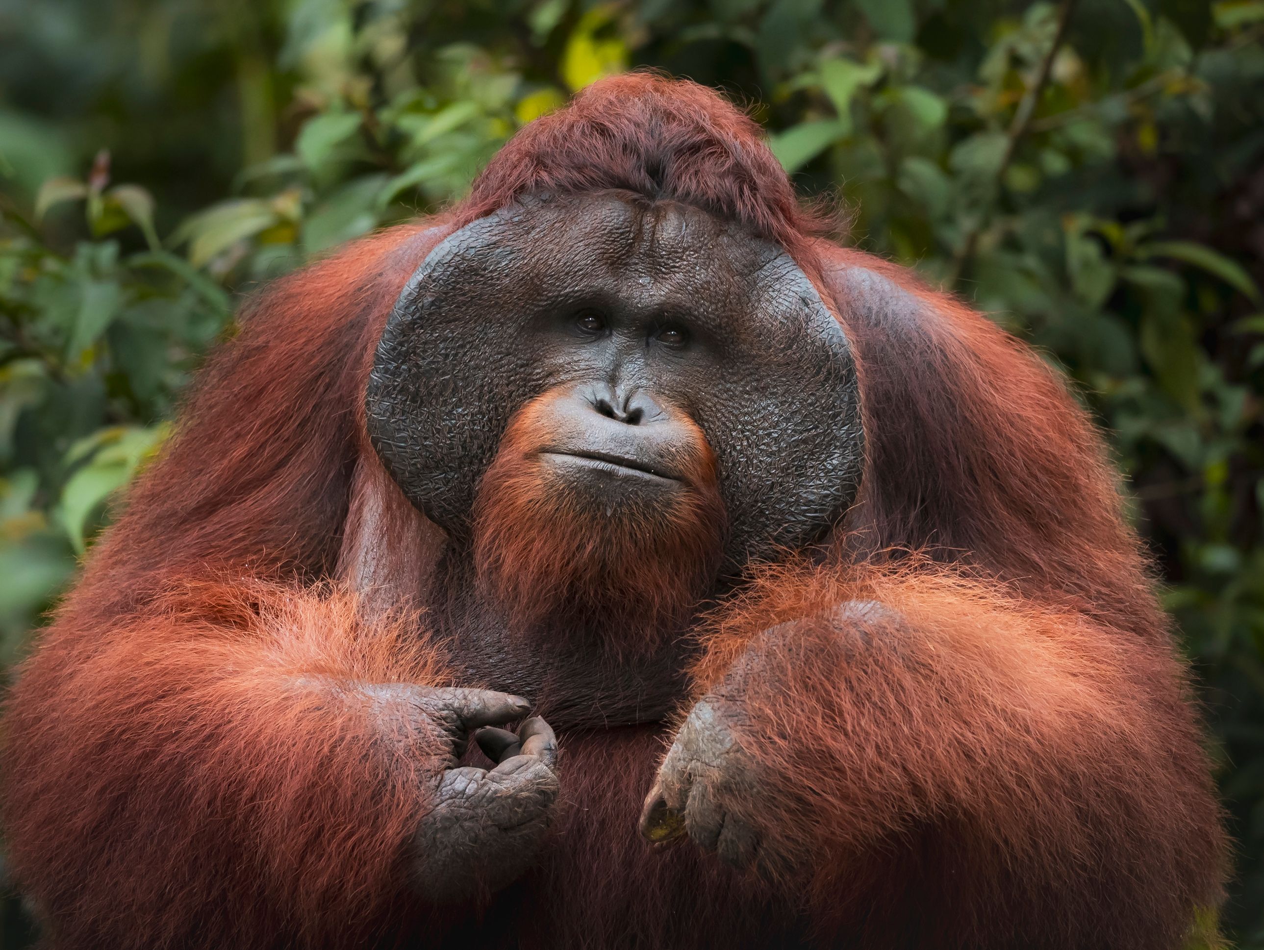 Sumatra Island wild jungles and Orangutan — Indonesia classic tour packages